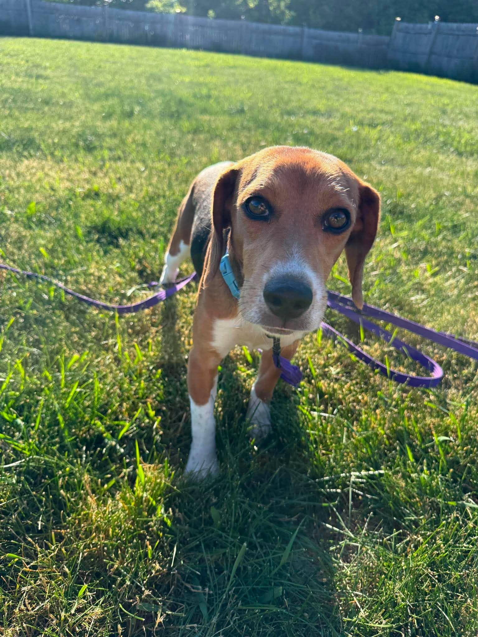 Tucker, Adoptable, Adult Male Beagle.