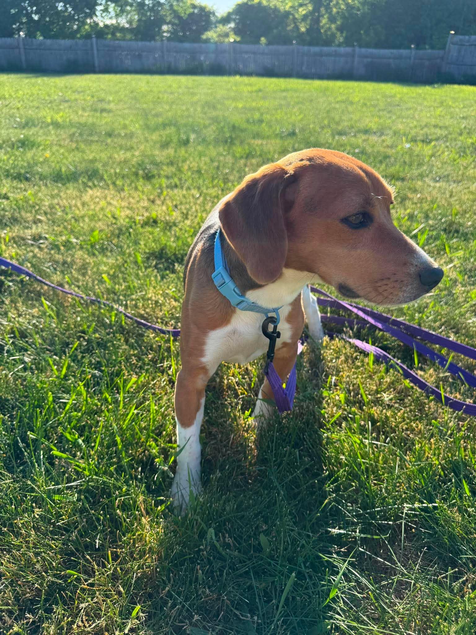Enlarge Tucker, a Adoptable Beagle in Little Chute, WI image 2/6