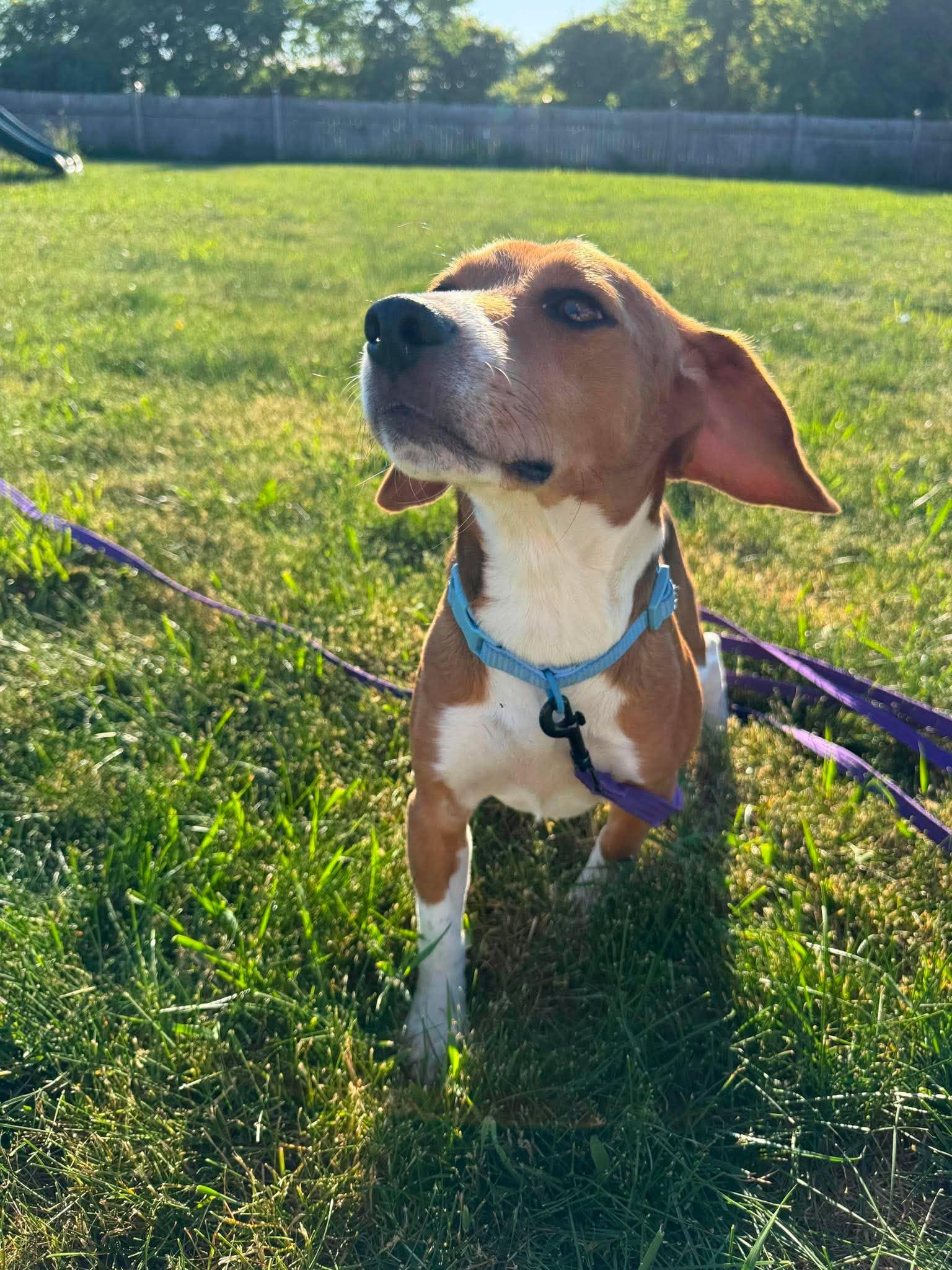 Enlarge Tucker, a Adoptable Beagle in Little Chute, WI image 3/6