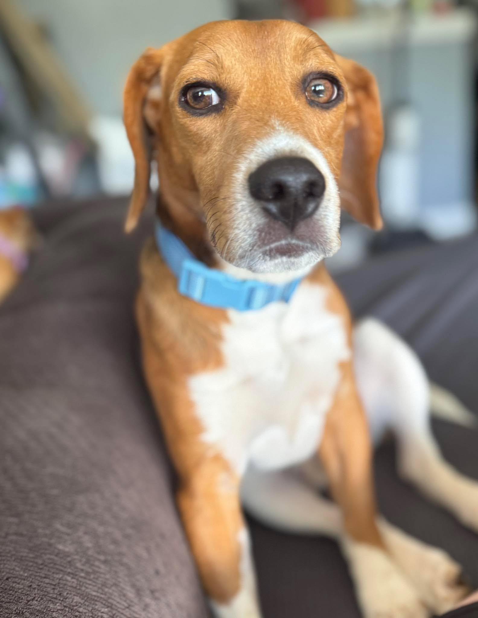 Enlarge Tucker, a Adoptable Beagle in Little Chute, WI image 4/6