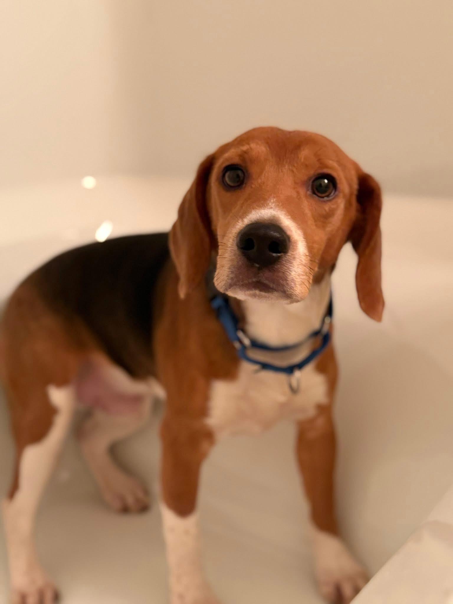 Enlarge Tucker-9, a Adoptable Beagle in Little Chute, WI image 1/2