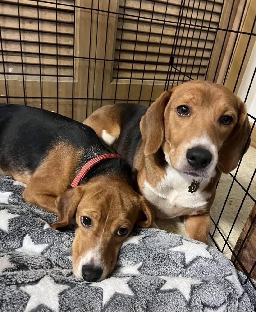 Enlarge Tucker-9, a Adoptable Beagle in Little Chute, WI image 2/2