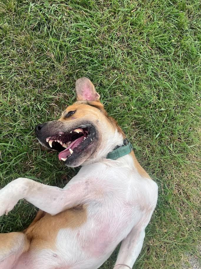 Enlarge Steve, a Adoptable Terrier in New Braunfels, TX image 1/6