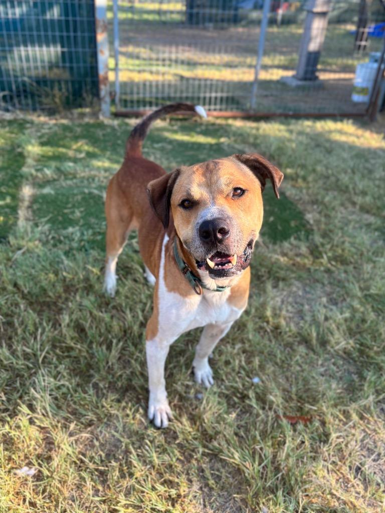 Enlarge Steve, a Adoptable Terrier in New Braunfels, TX image 2/6
