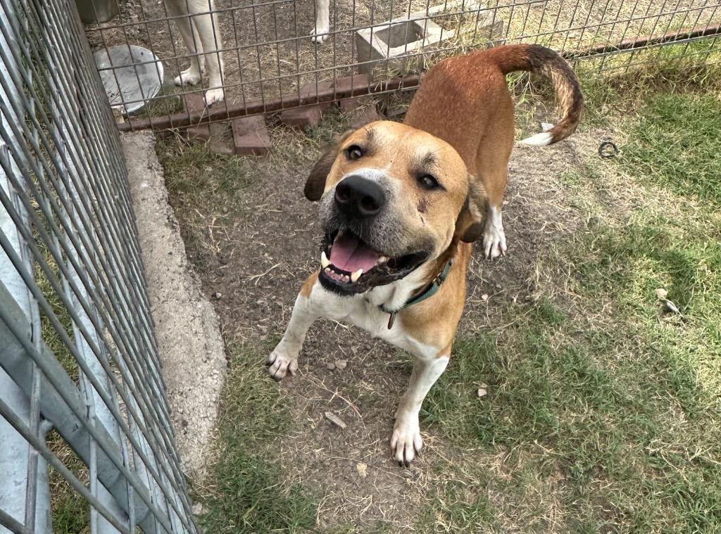Enlarge Steve, a Adoptable Terrier in New Braunfels, TX image 3/6