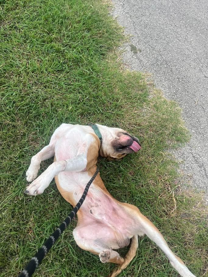 Enlarge Steve, a Adoptable Terrier in New Braunfels, TX image 4/6