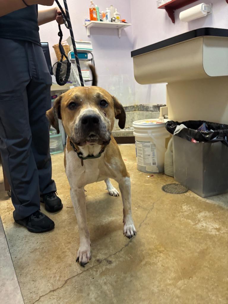 Enlarge Steve, a Adoptable Terrier in New Braunfels, TX image 5/6