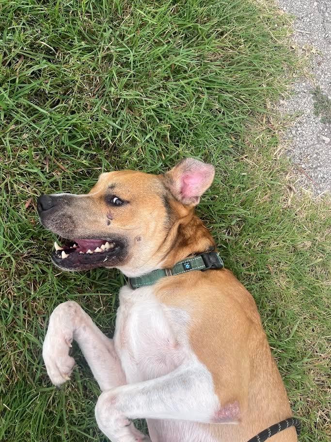 Enlarge Steve, a Adoptable Terrier in New Braunfels, TX image 6/6