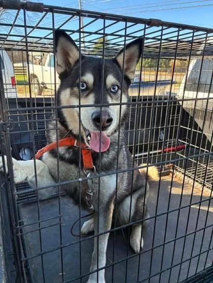 Joyce, adopted, Adult Female Siberian Husky.