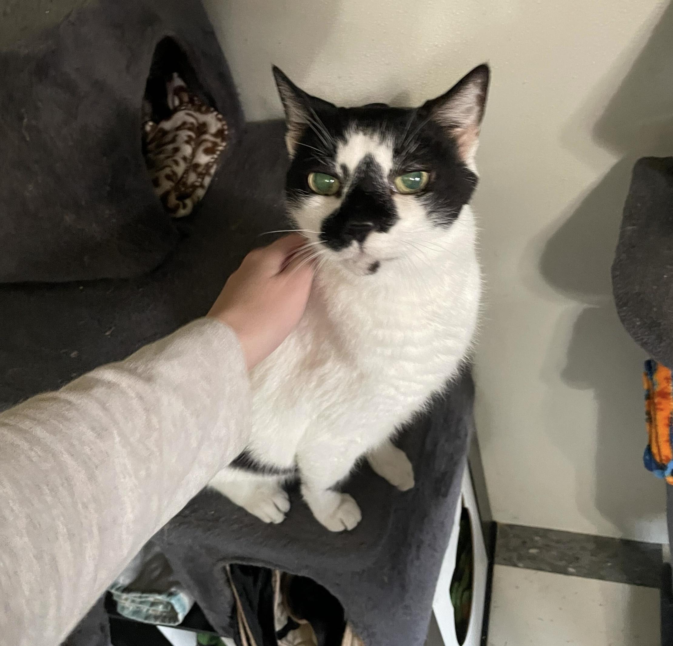 Jazz (male), adopted, Senior Male Domestic Short Hair.