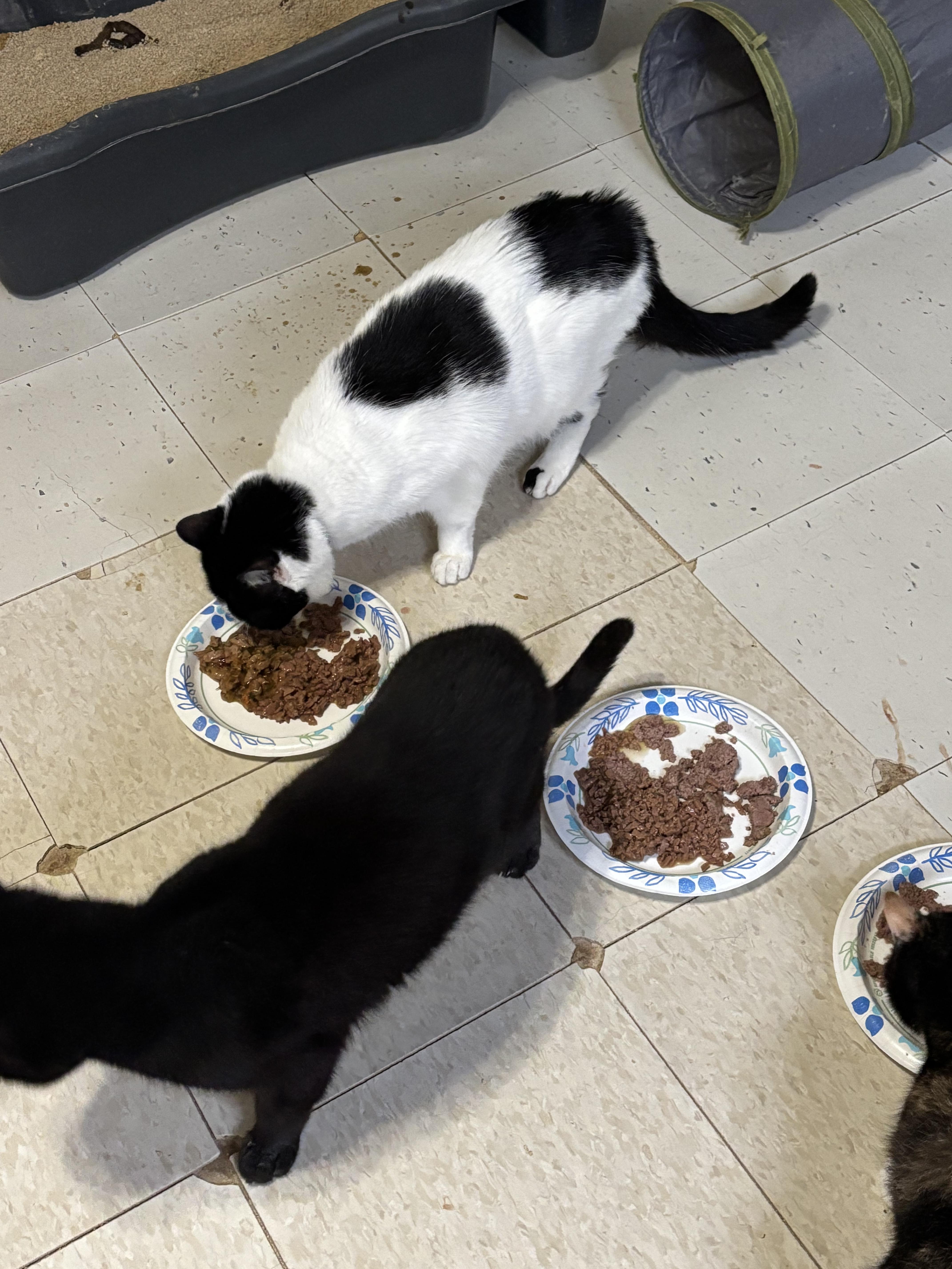 Jazz (male), an adopted Domestic Short Hair in Anderson , SC image 3/6