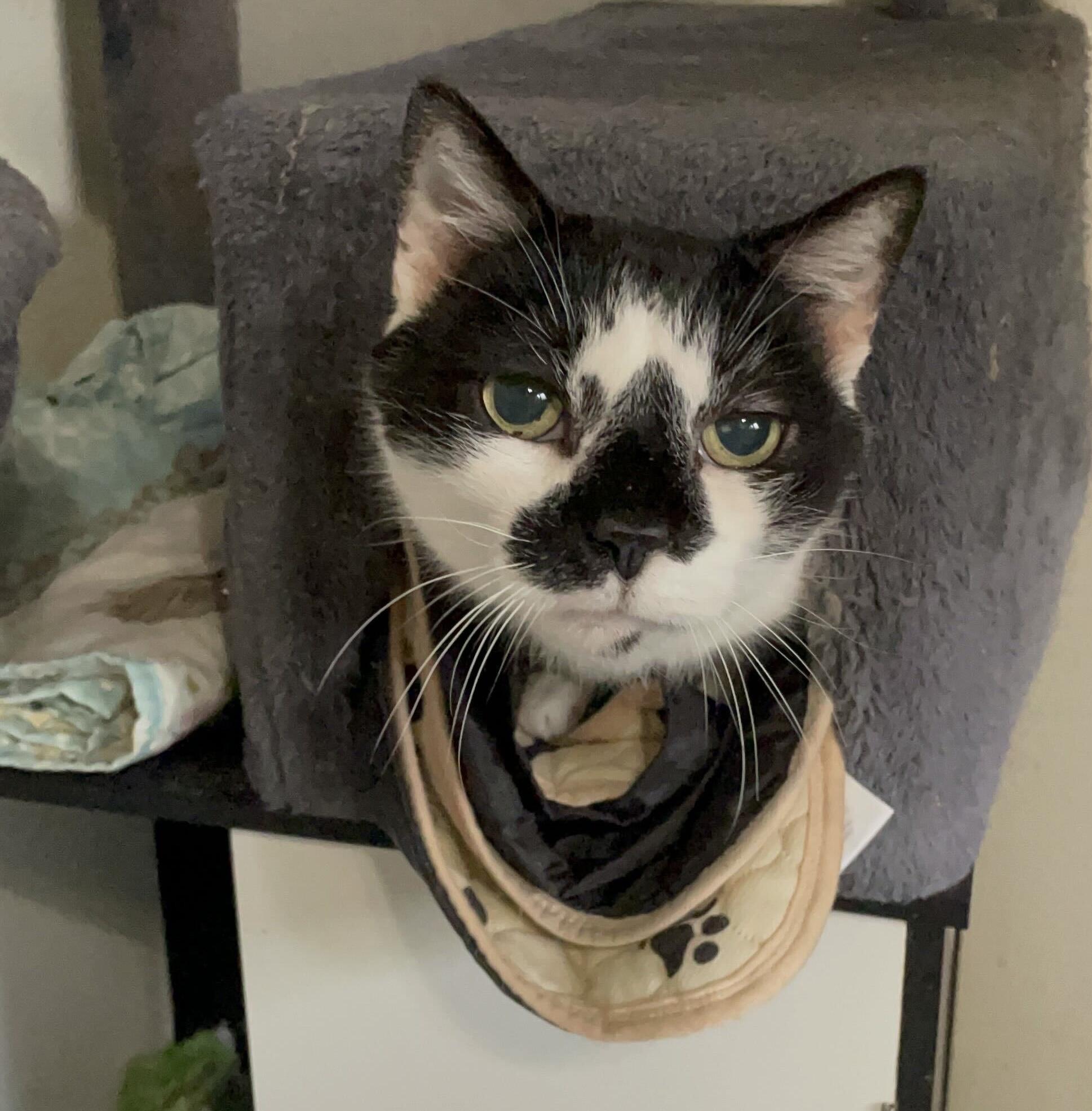 Jazz (male), an adopted Domestic Short Hair in Anderson , SC image 2/6