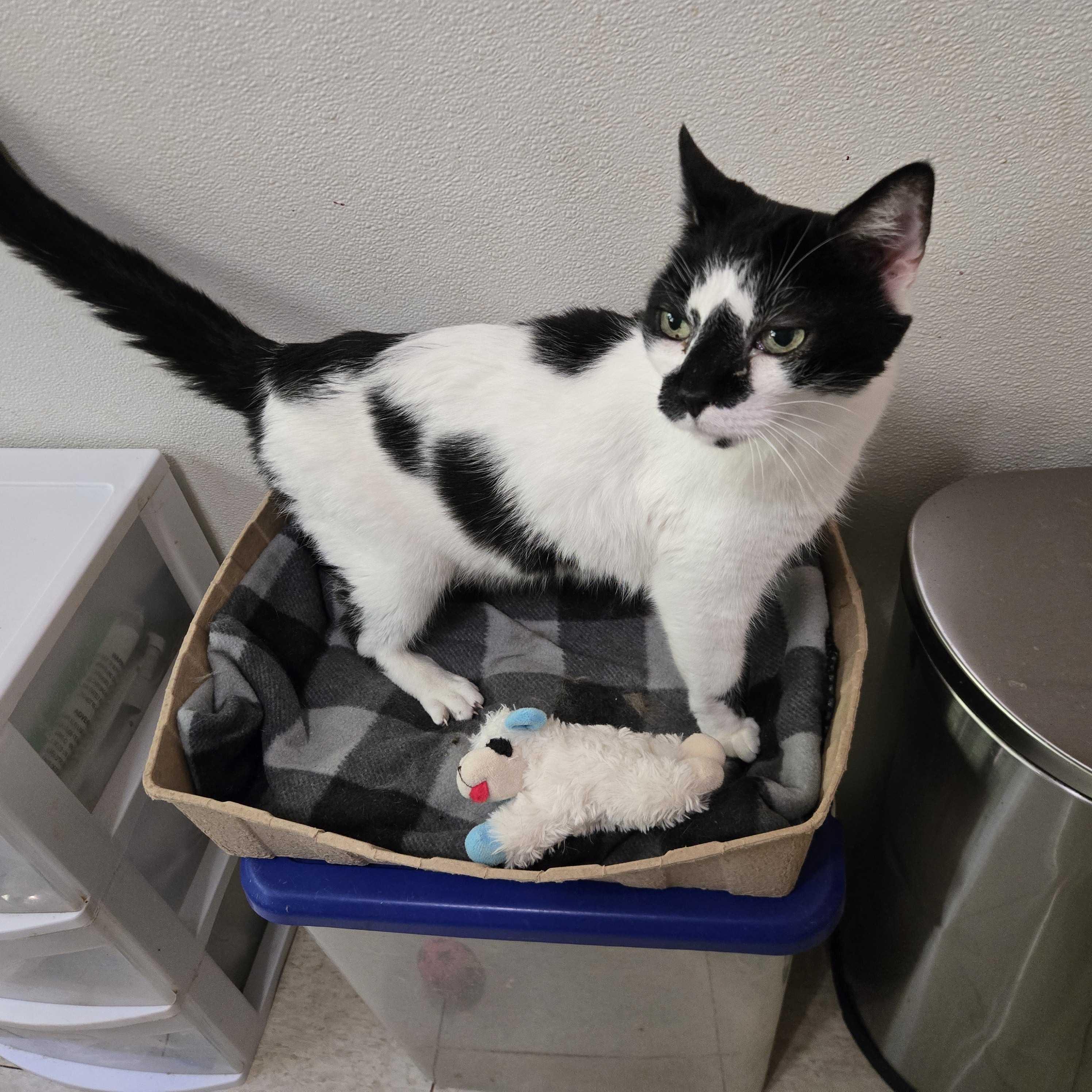 Jazz (male), an adopted Domestic Short Hair in Anderson , SC image 6/6