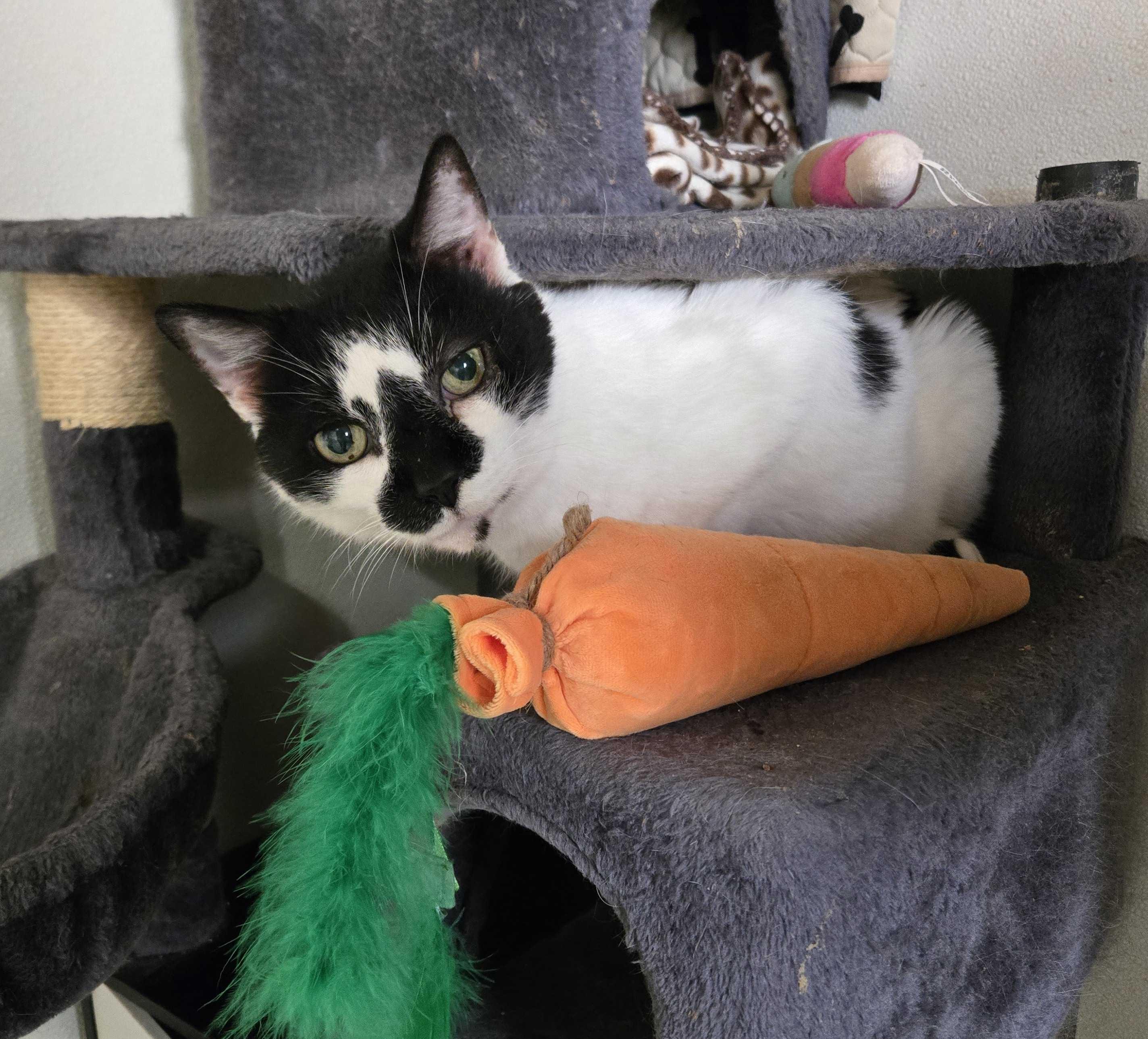 Jazz (male), an adopted Domestic Short Hair in Anderson , SC image 5/6