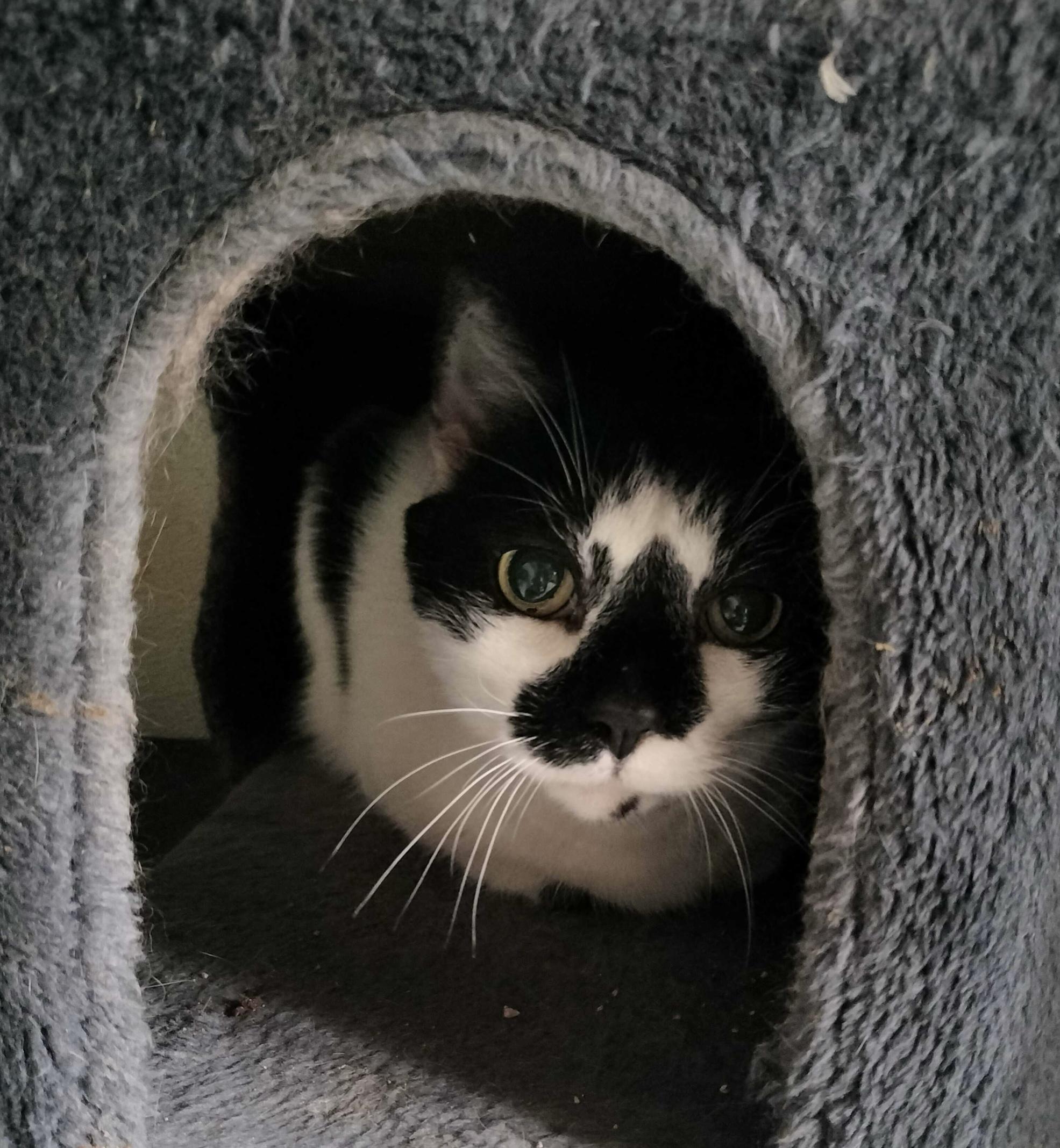 Jazz (male), an adopted Domestic Short Hair in Anderson , SC image 4/6