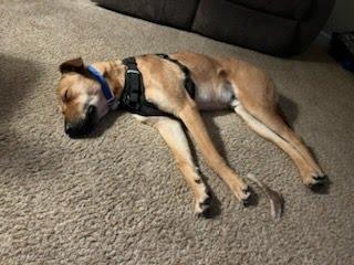 Enlarge Timone, a ADOPTABLE mixed breed in Oswego, IL image 2/5