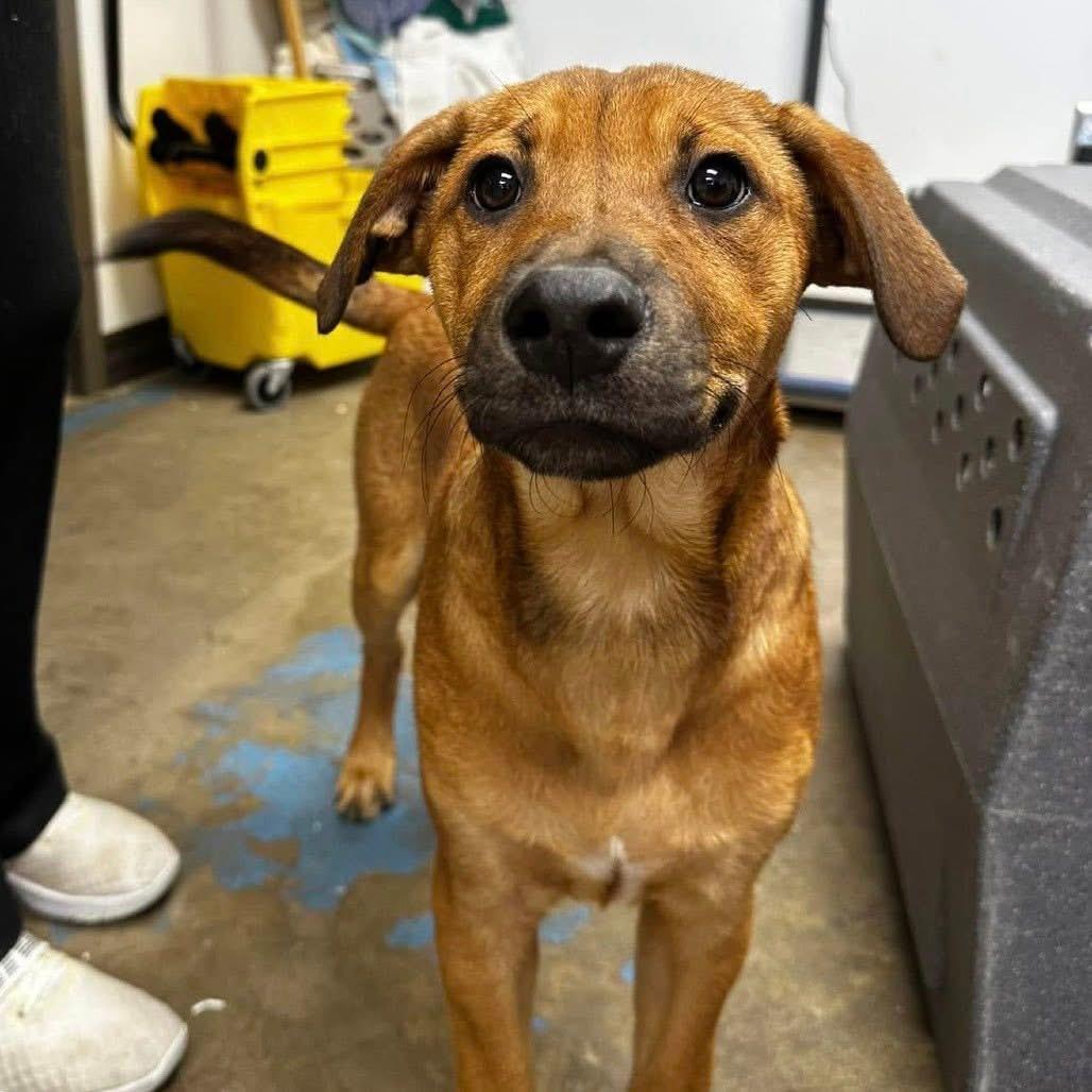 Enlarge Timone, a ADOPTABLE mixed breed in Oswego, IL image 1/5