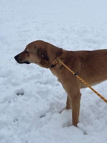 Enlarge Timone, a ADOPTABLE mixed breed in Oswego, IL image 3/5