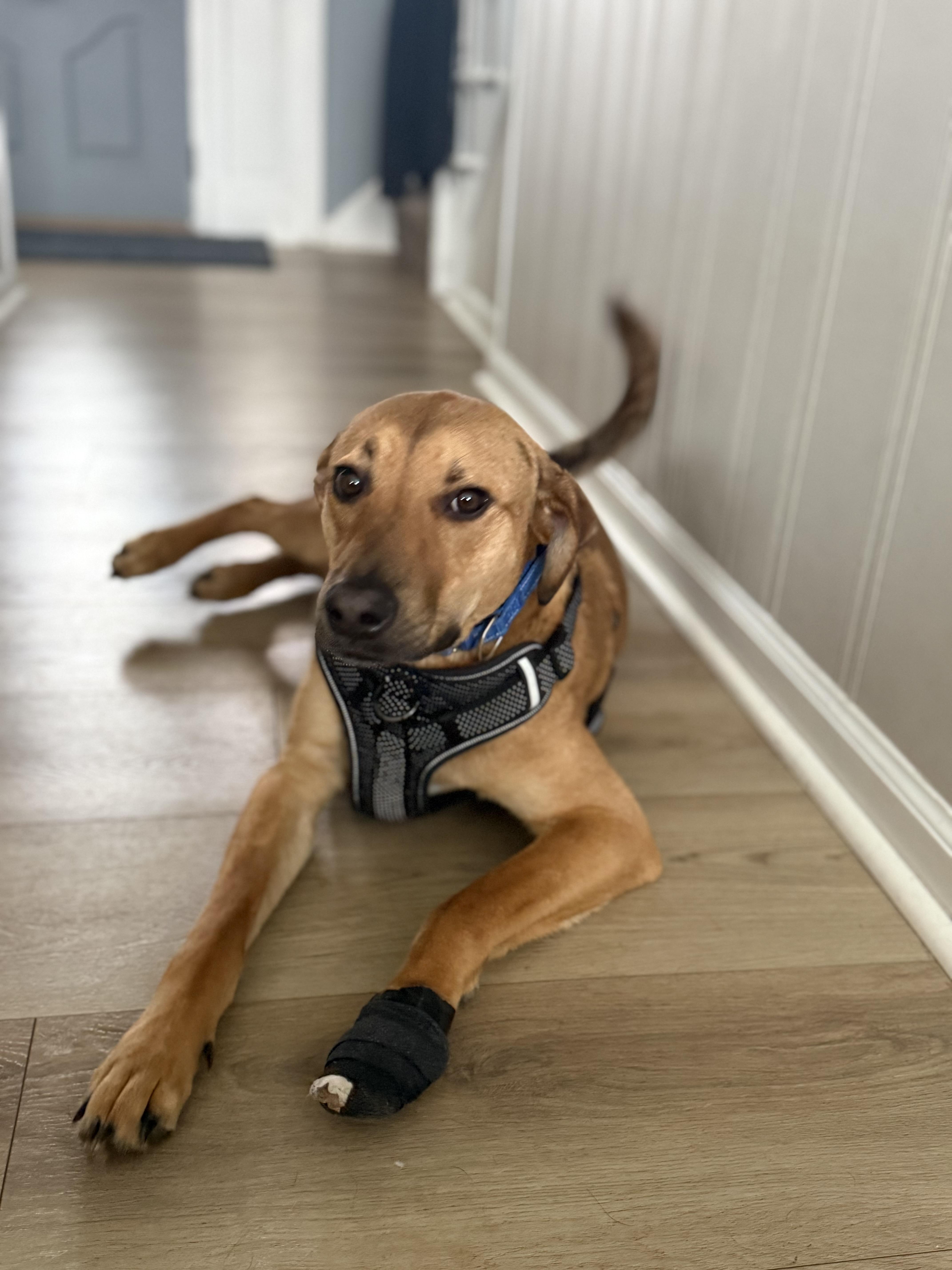 Enlarge Timone, a ADOPTABLE mixed breed in Oswego, IL image 2/5