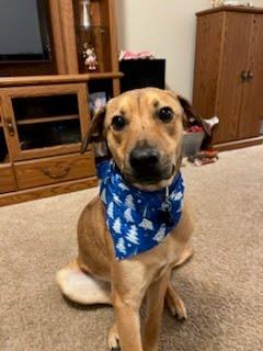 Enlarge Timone, a ADOPTABLE mixed breed in Oswego, IL image 4/5