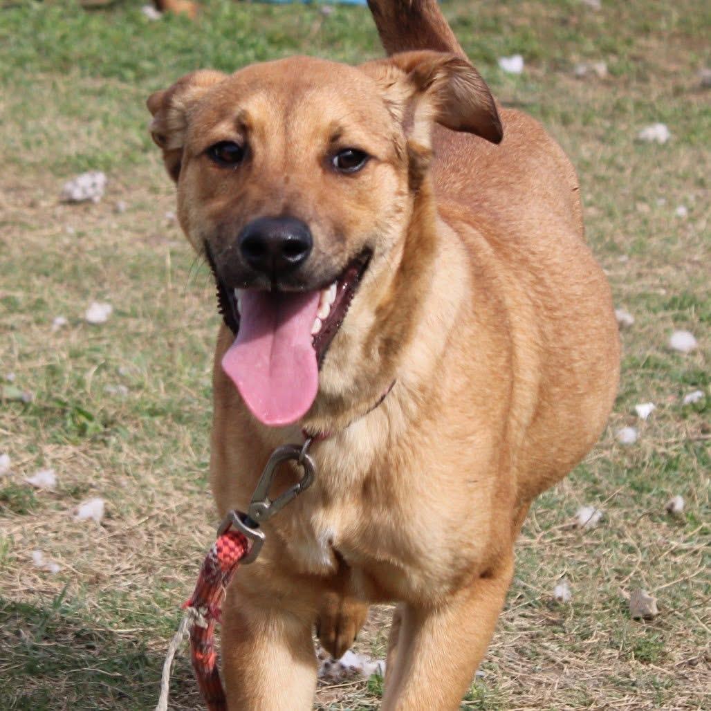 Enlarge Timone, a ADOPTABLE mixed breed in Oswego, IL image 5/5