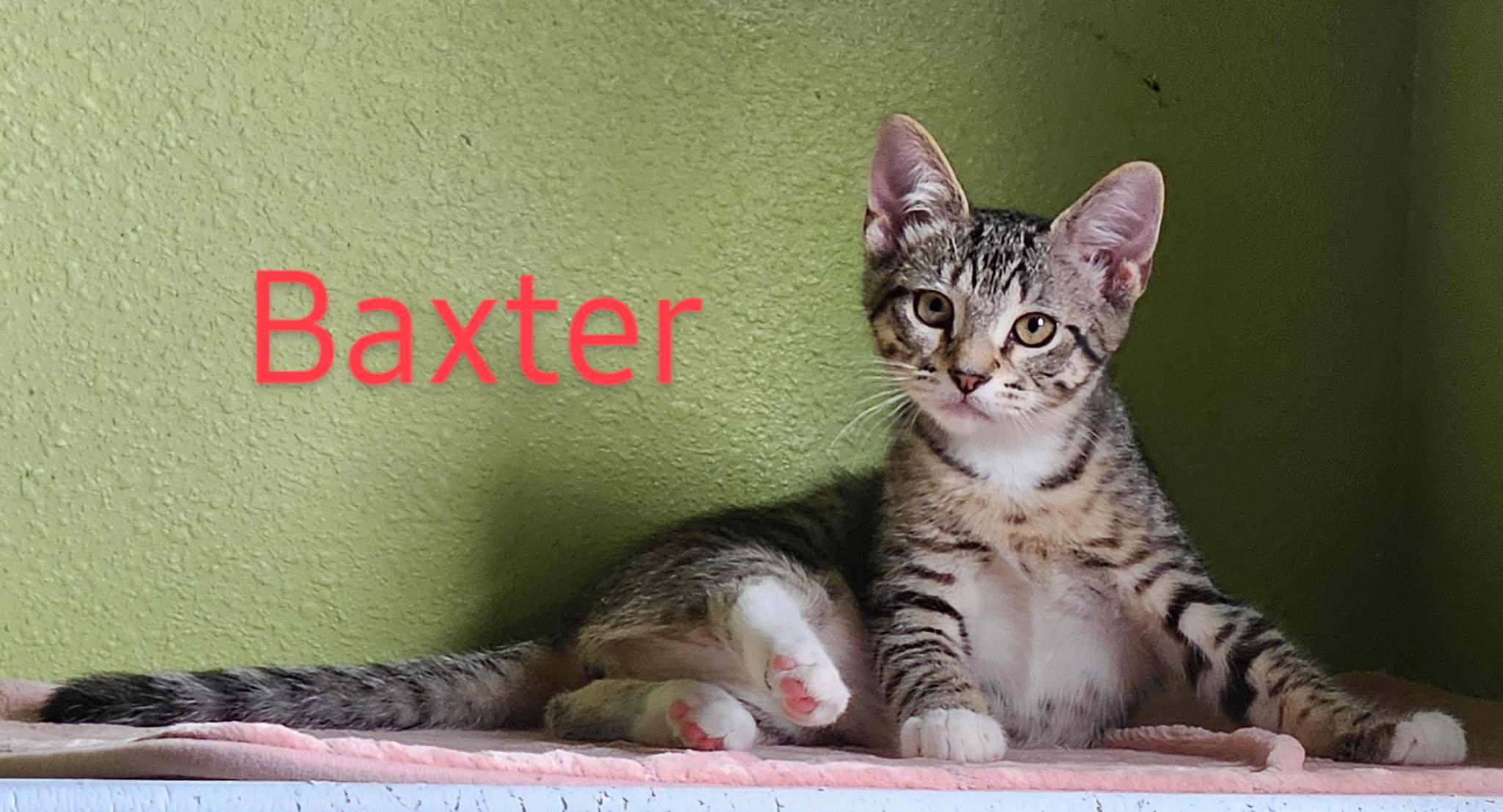 Baxter - North Conroe Petsmart