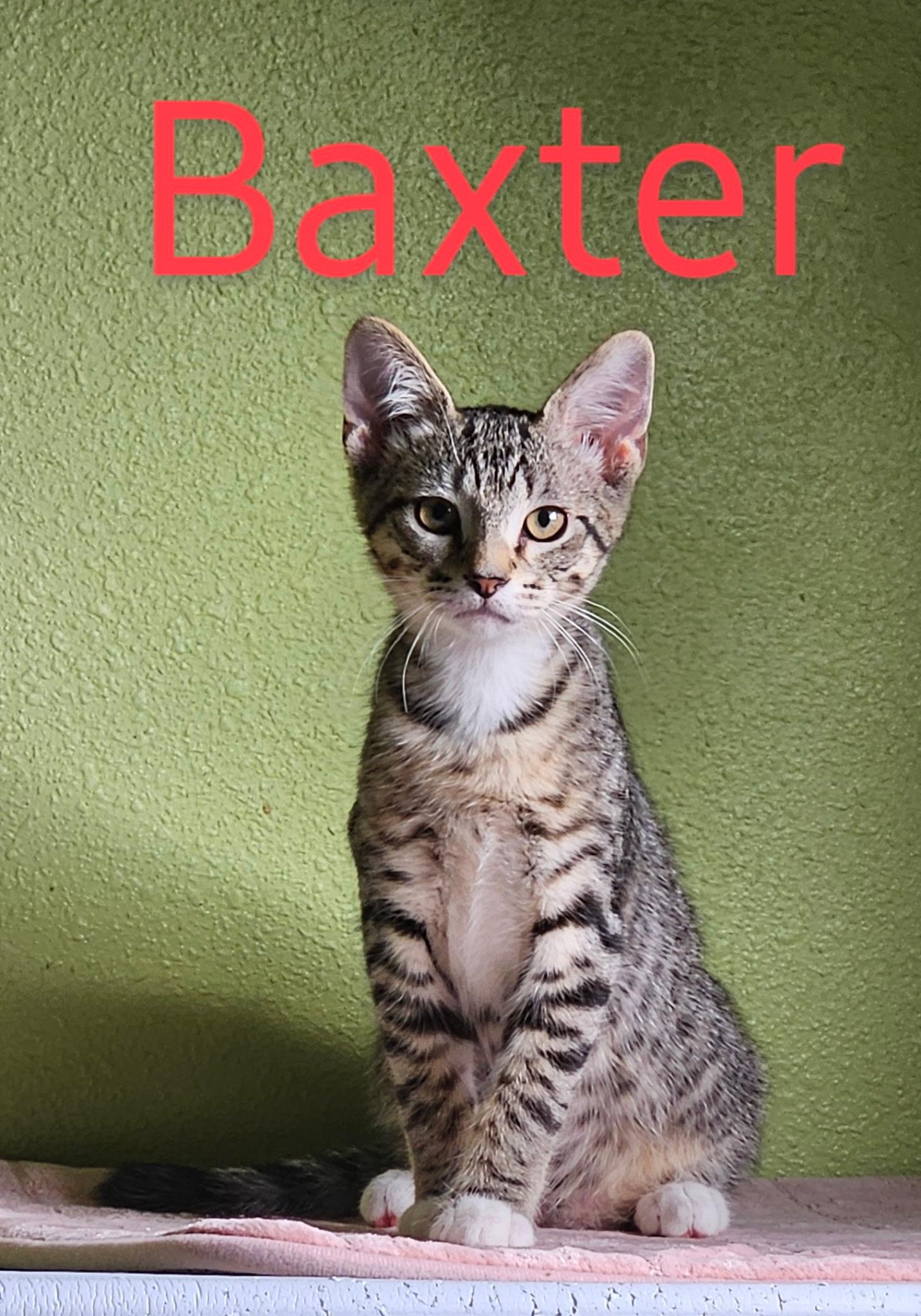 Baxter - North Conroe Petsmart