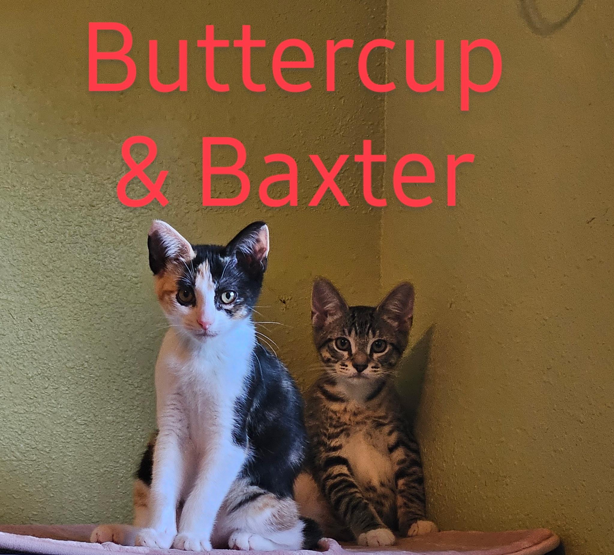 Baxter - North Conroe Petsmart