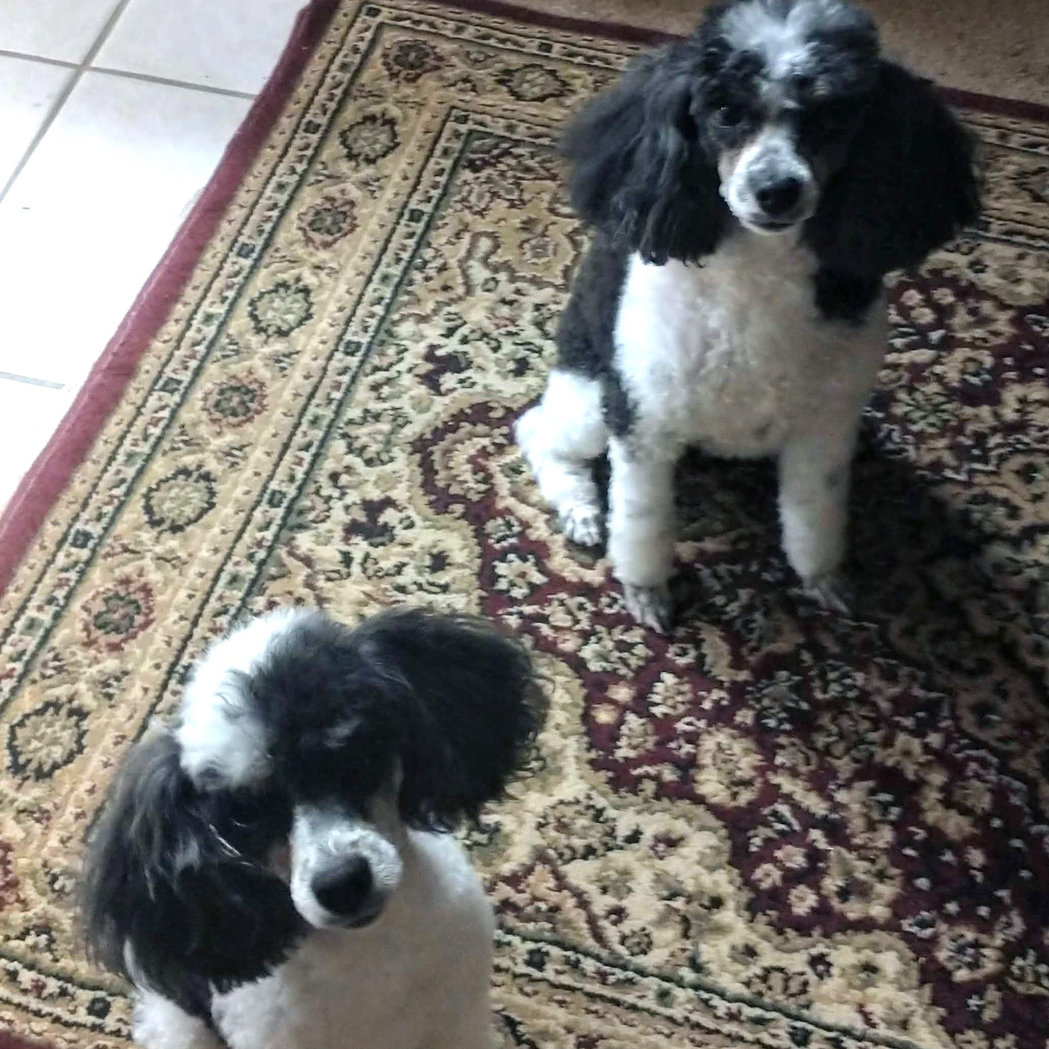 PATCHES AND BOOTS, a Adoptable Poodle (Toy) in Marana, AZ image 3/5