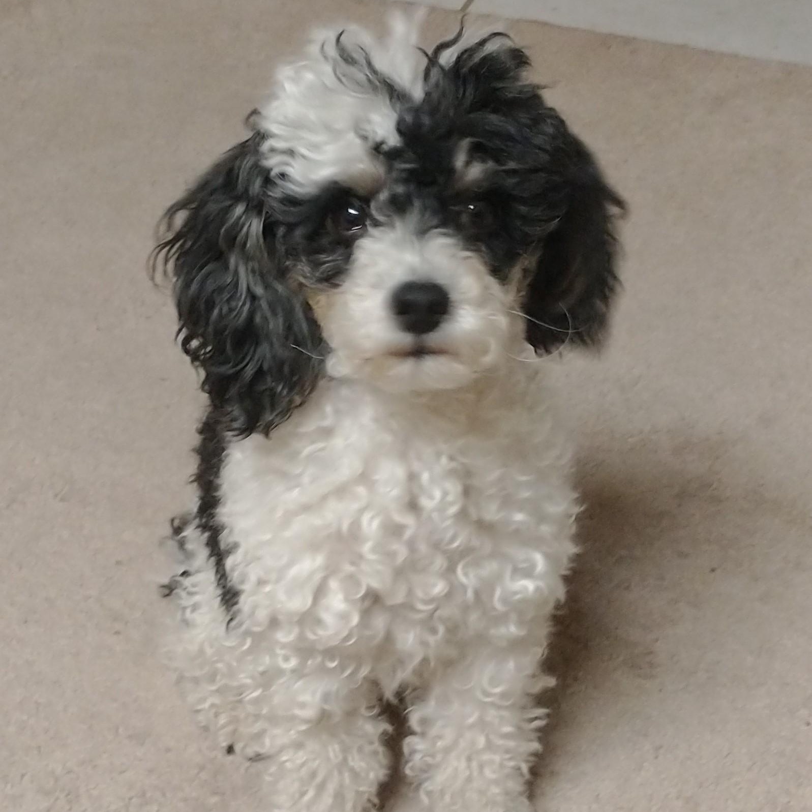 PATCHES AND BOOTS, a Adoptable Poodle (Toy) in Marana, AZ image 2/5