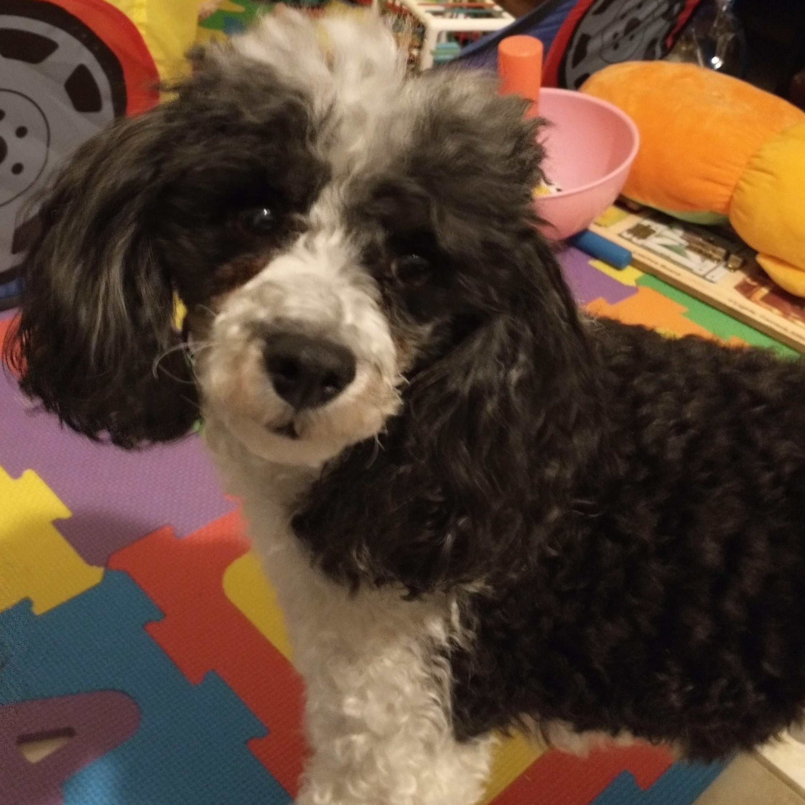 PATCHES AND BOOTS, a Adoptable Poodle (Toy) in Marana, AZ image 4/5