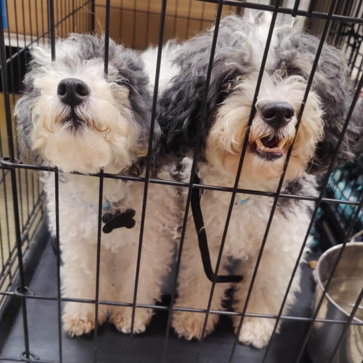 PATCHES AND BOOTS, Adoptable, Adult Male Poodle (Toy).