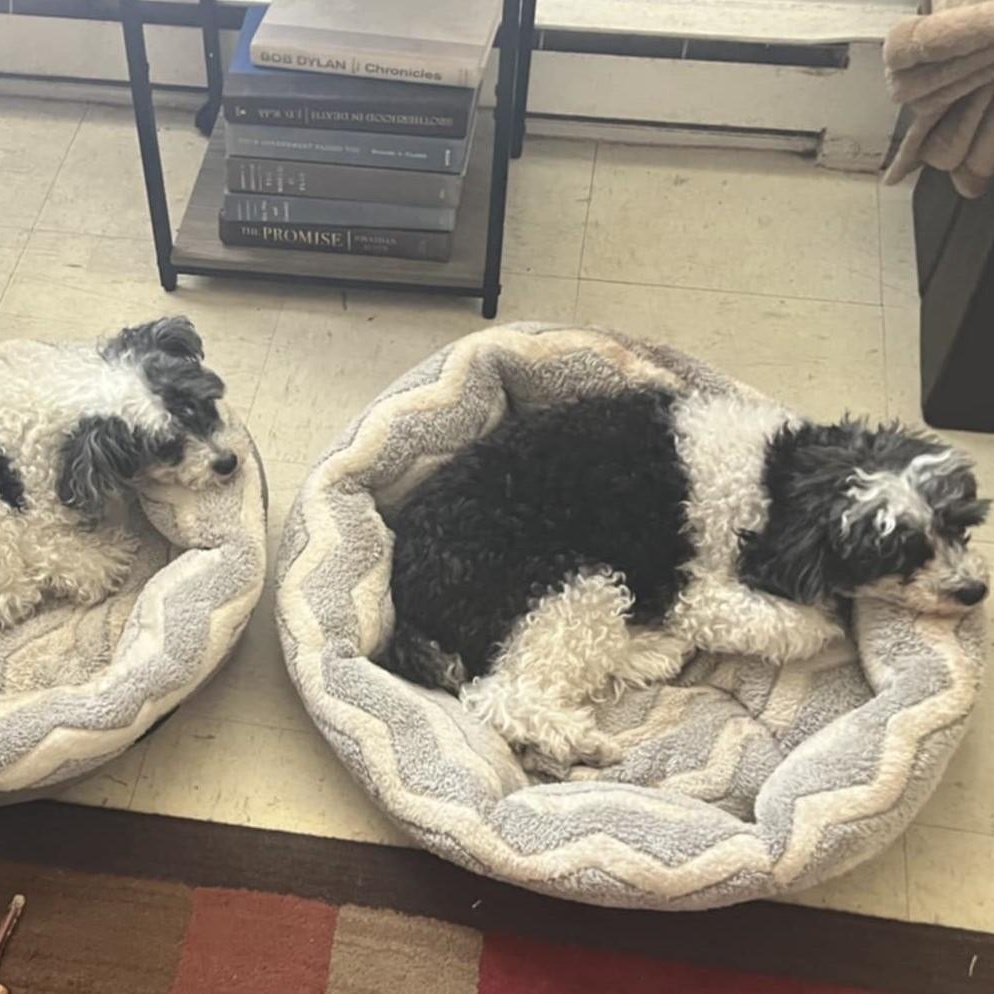 PATCHES AND BOOTS, a Adoptable Poodle (Toy) in Marana, AZ image 5/5