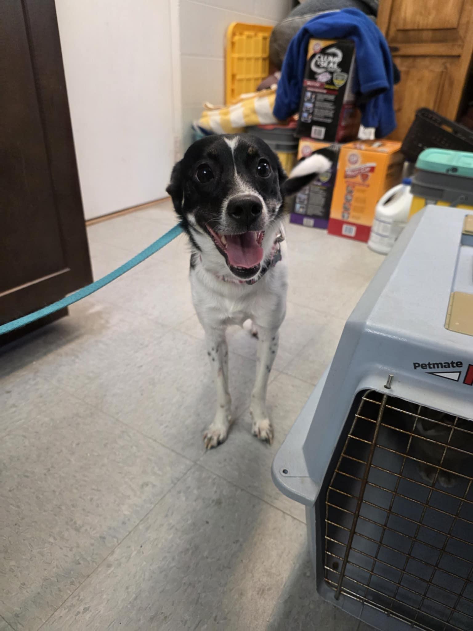 Enlarge Molly, an adopted mixed breed in Umatilla, FL image 3/3