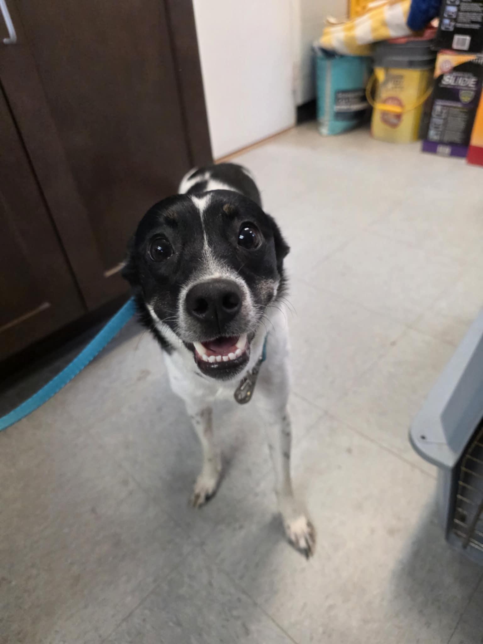 Enlarge Molly, an adopted mixed breed in Umatilla, FL image 1/3