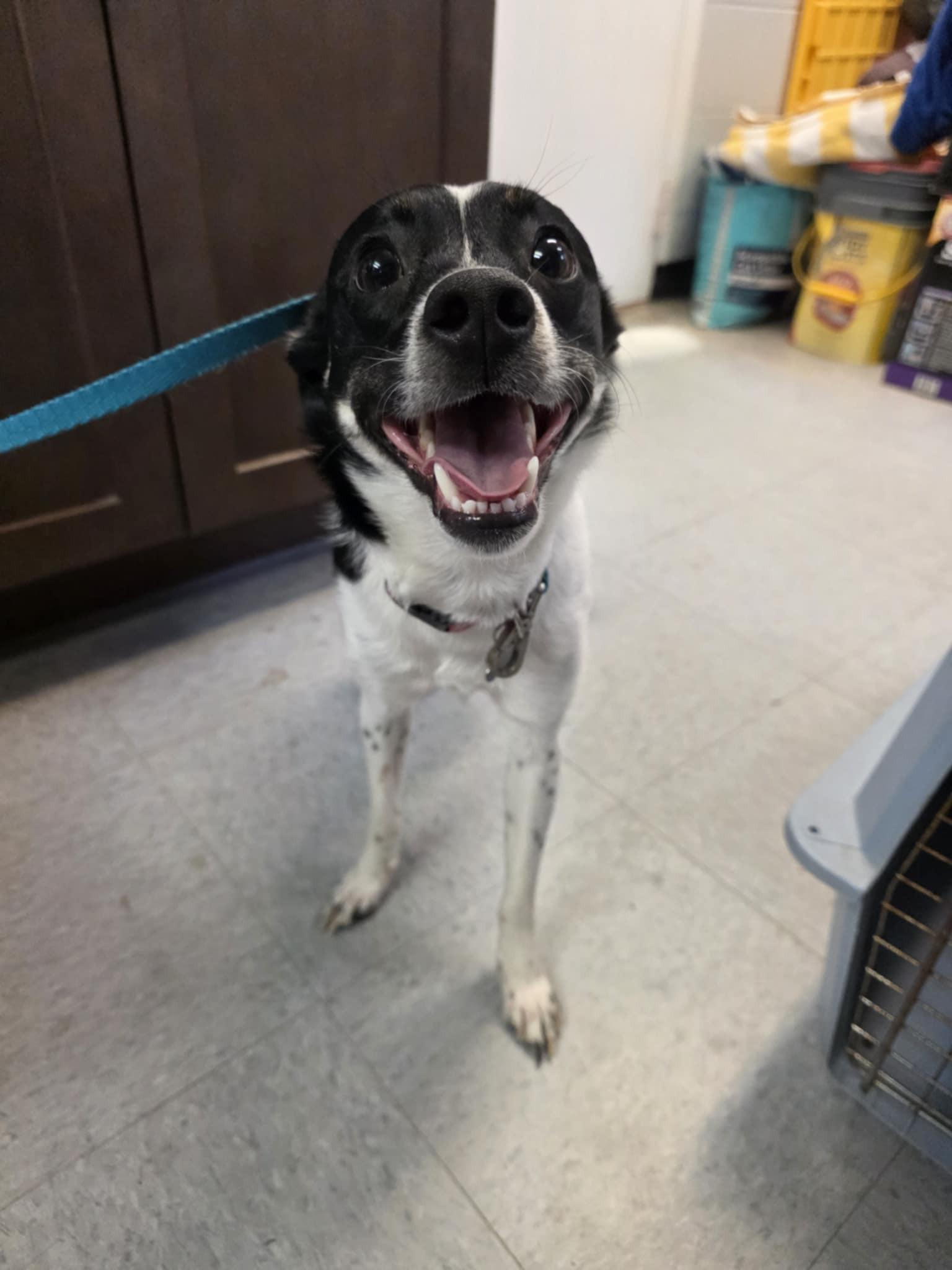 Enlarge Molly, an adopted mixed breed in Umatilla, FL image 2/3