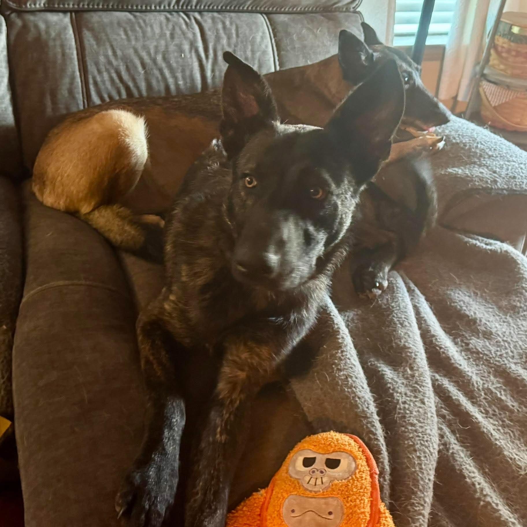 Enlarge Ripley, a Adoptable mixed breed in Wilkes Barre, PA image 2/6
