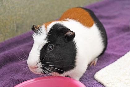 Milo, Adoptable, Adult Male Guinea Pig & Guinea Pig.