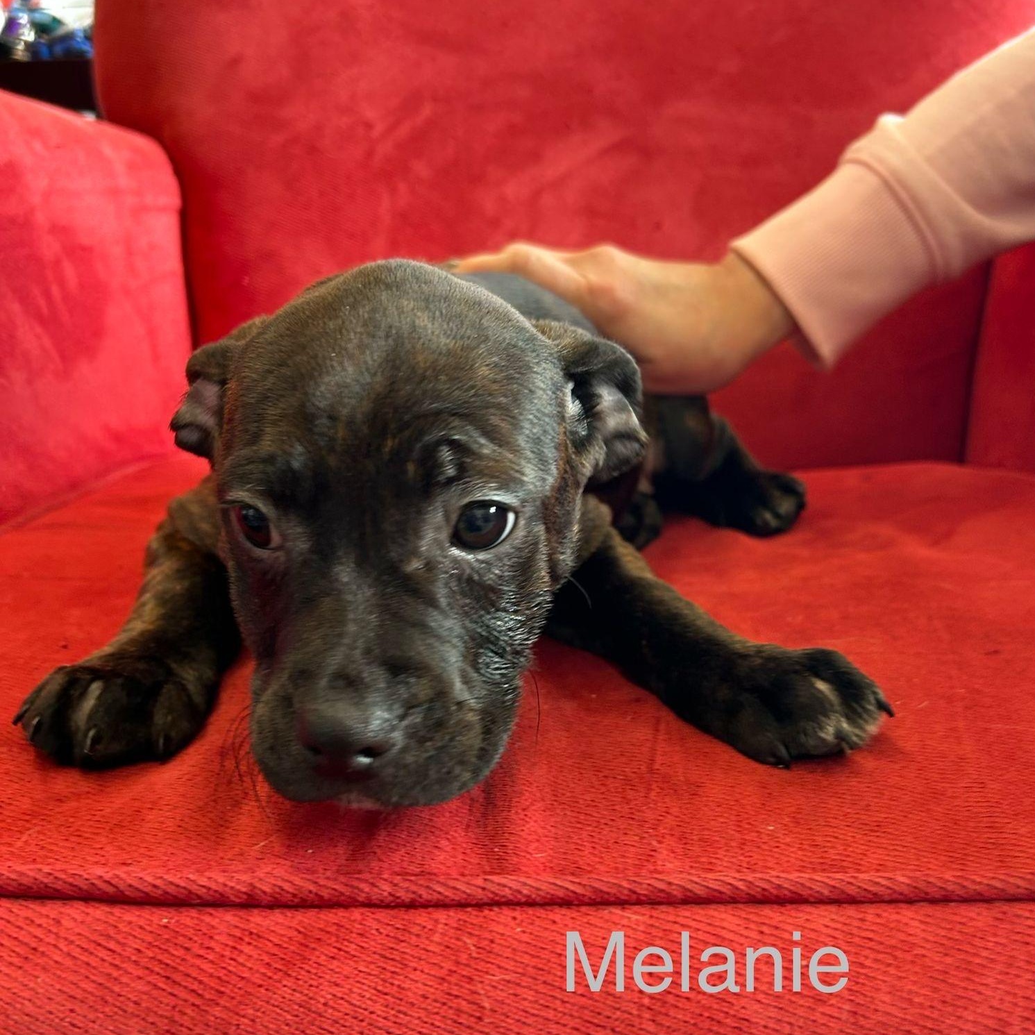 Melanie, a Adoptable mixed breed in Midland, MI image 4/5