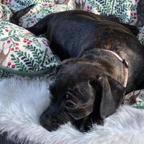 Melanie, a Adoptable mixed breed in Midland, MI image 2/5