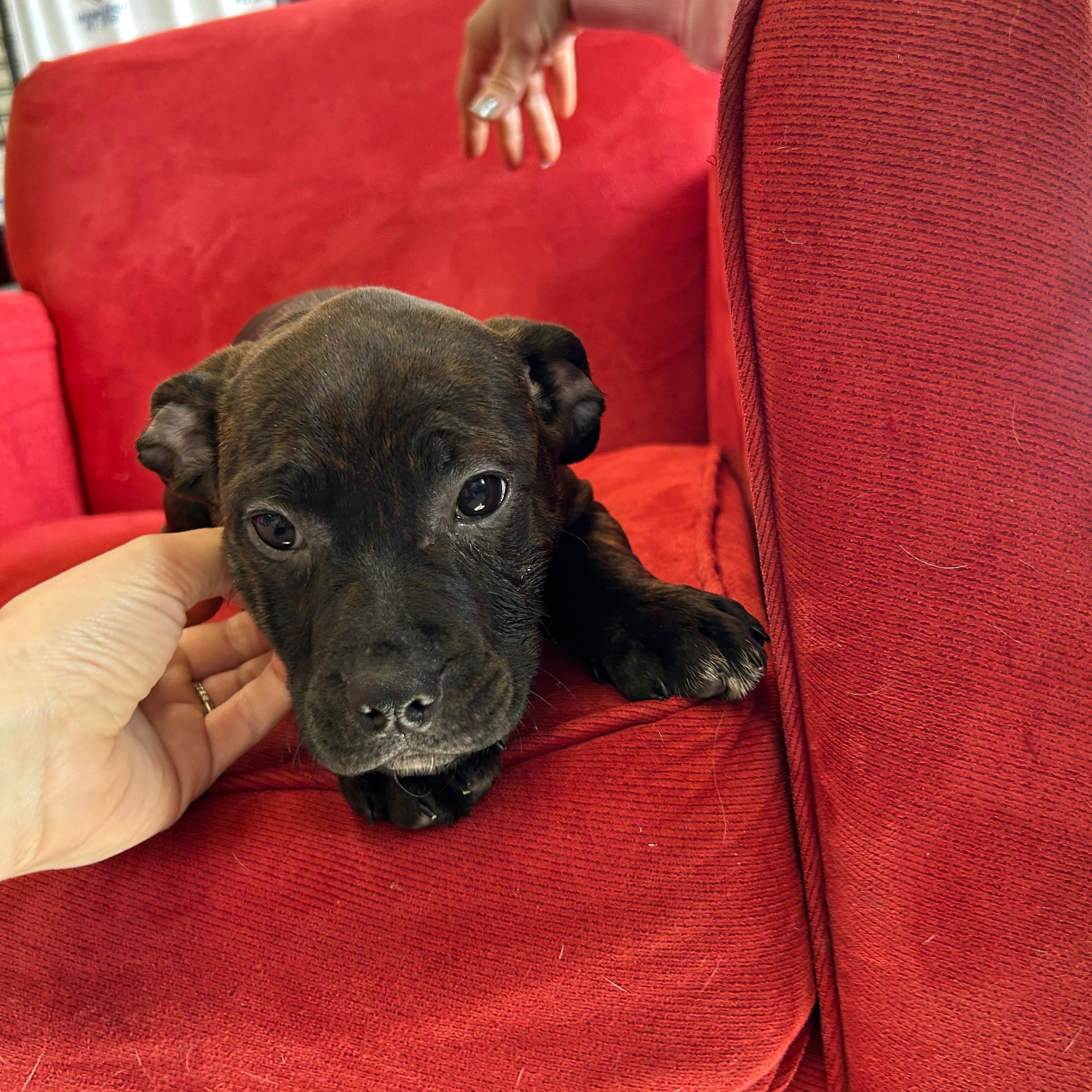 Melanie, a Adoptable mixed breed in Midland, MI image 5/5