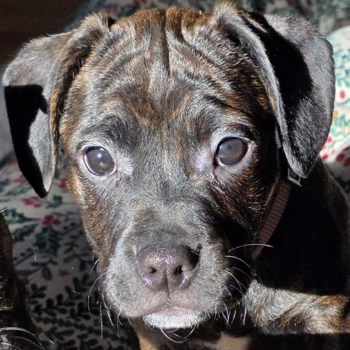 Melanie, a Adoptable mixed breed in Midland, MI image 1/5