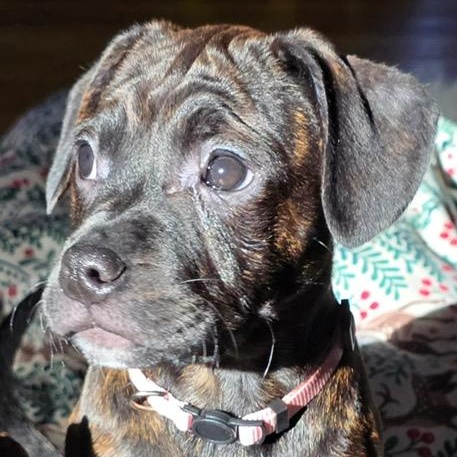 Melanie, a Adoptable mixed breed in Midland, MI image 3/5