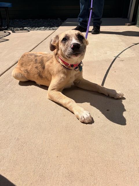 ROSE, Adoptable, Puppy Female Labrador Retriever & Mixed Breed.