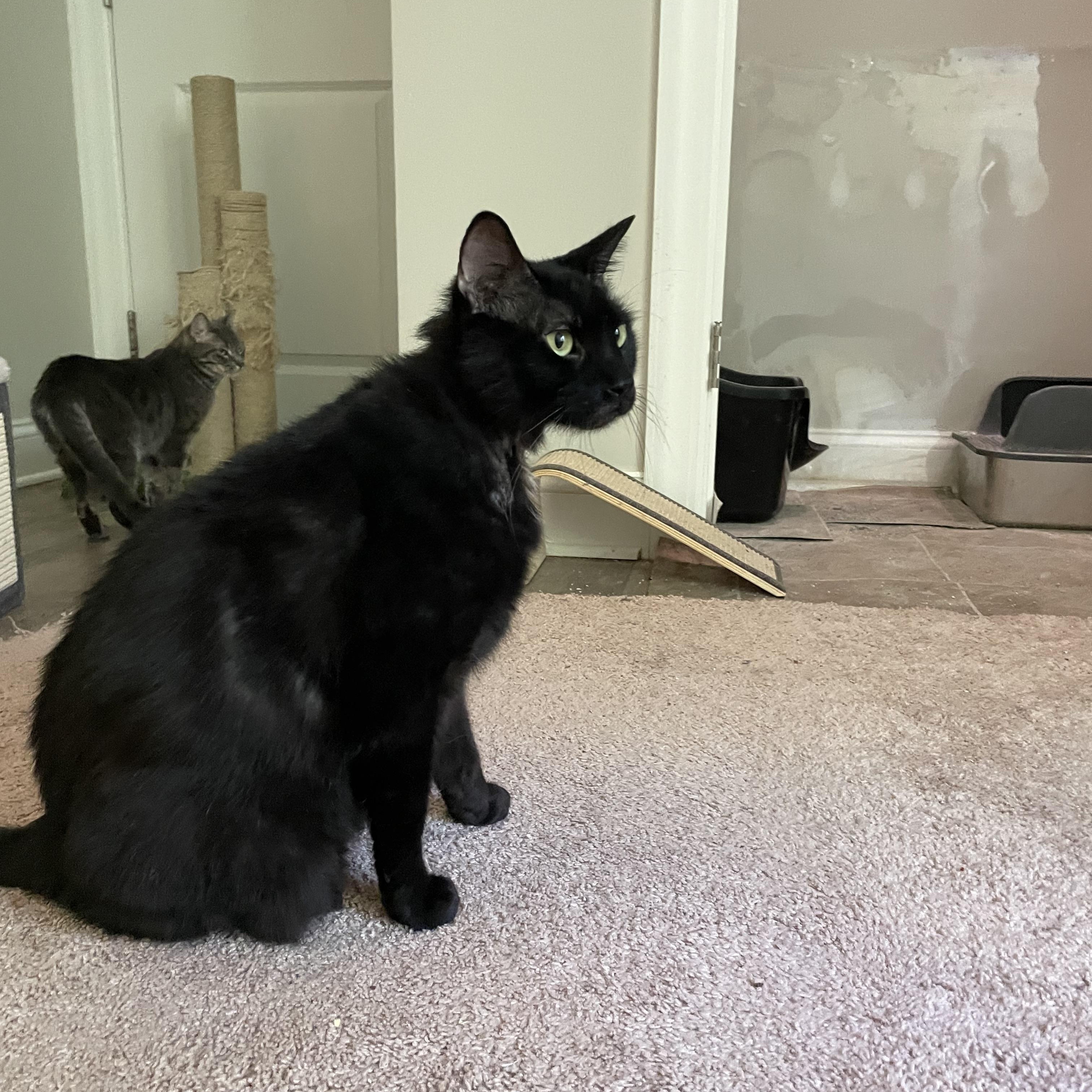Lou, Adoptable, Adult Male Domestic Short Hair.