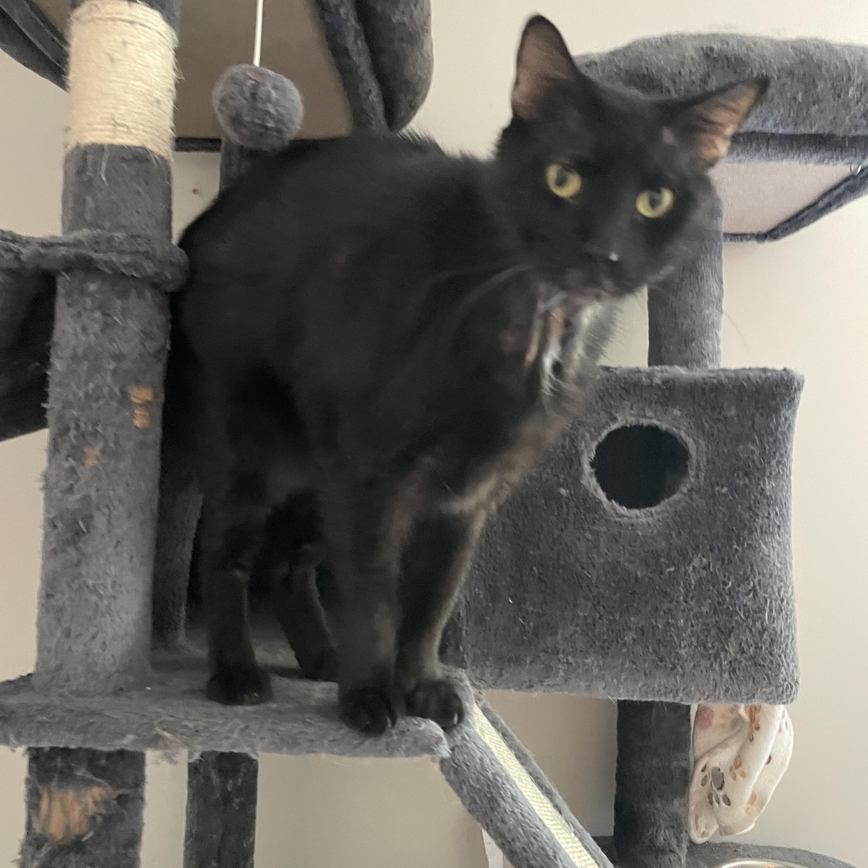 Enlarge Lou, a Adoptable Domestic Short Hair in lititz, PA image 3/3