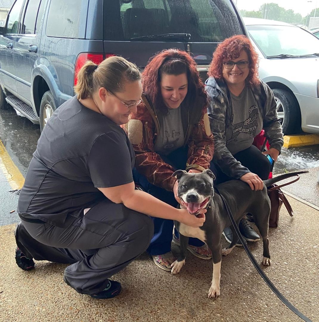 Enlarge Betty, a Adoptable mixed breed in Granite City, IL image 10/10