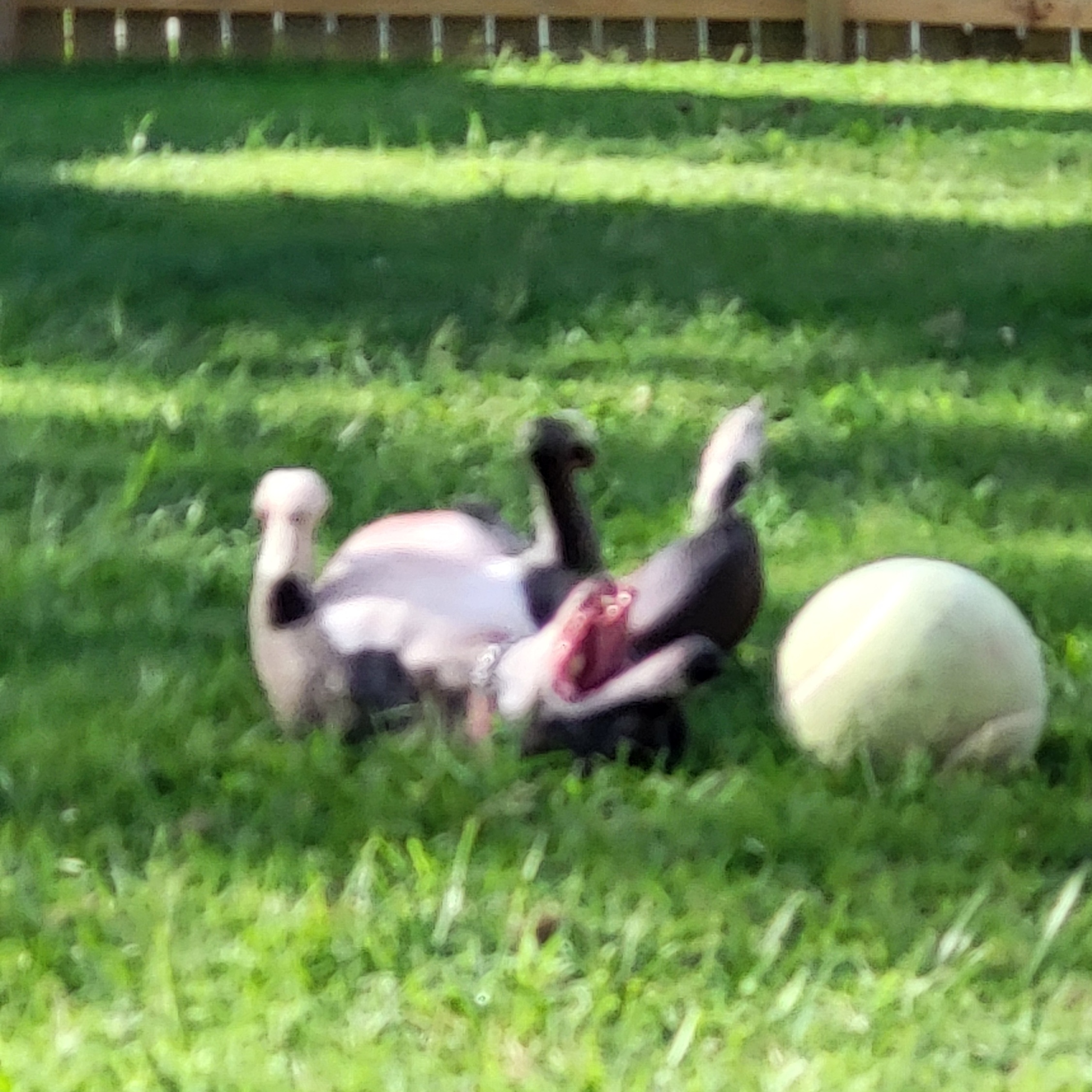 Enlarge Betty, a Adoptable mixed breed in Granite City, IL image 8/10