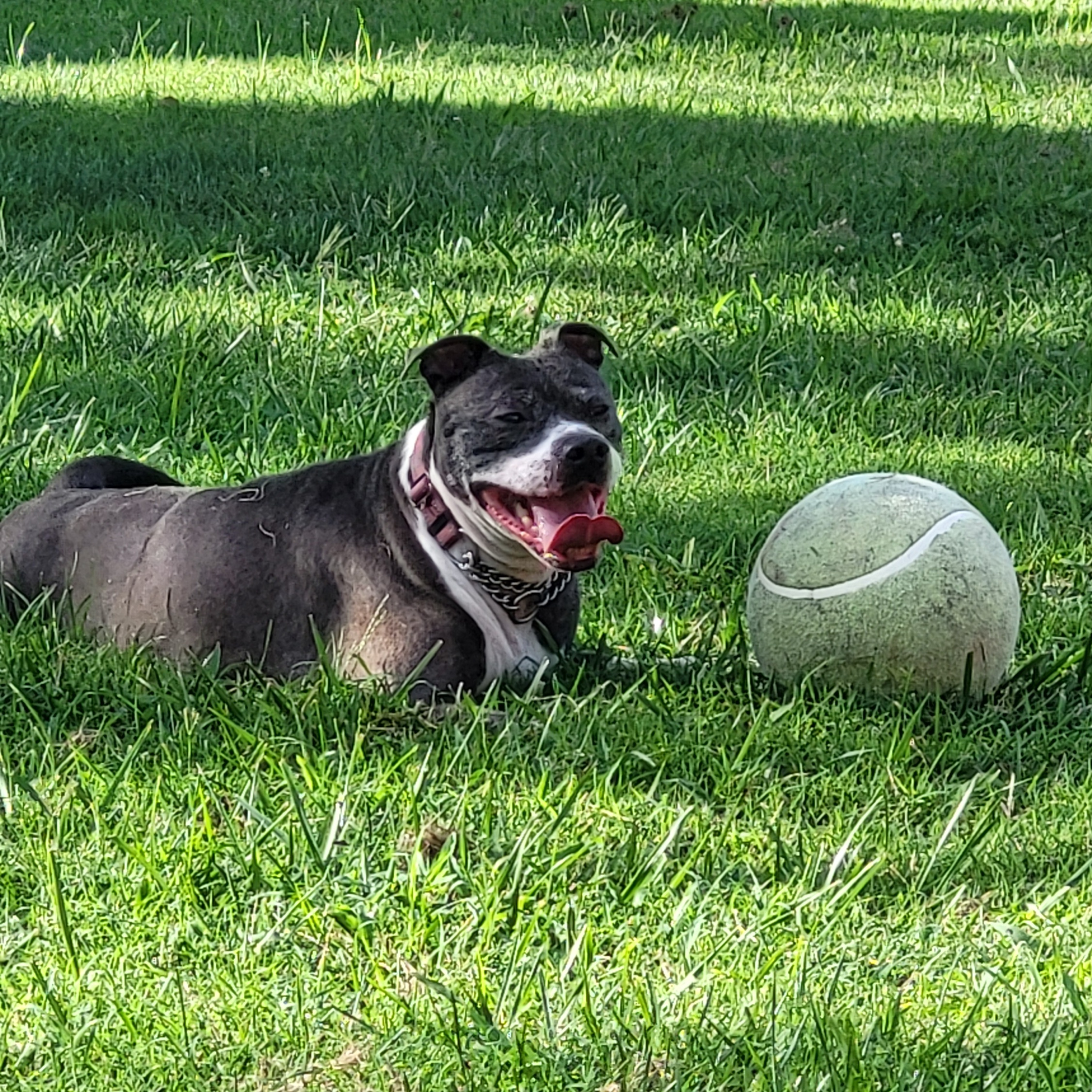 Enlarge Betty, a Adoptable mixed breed in Granite City, IL image 7/10