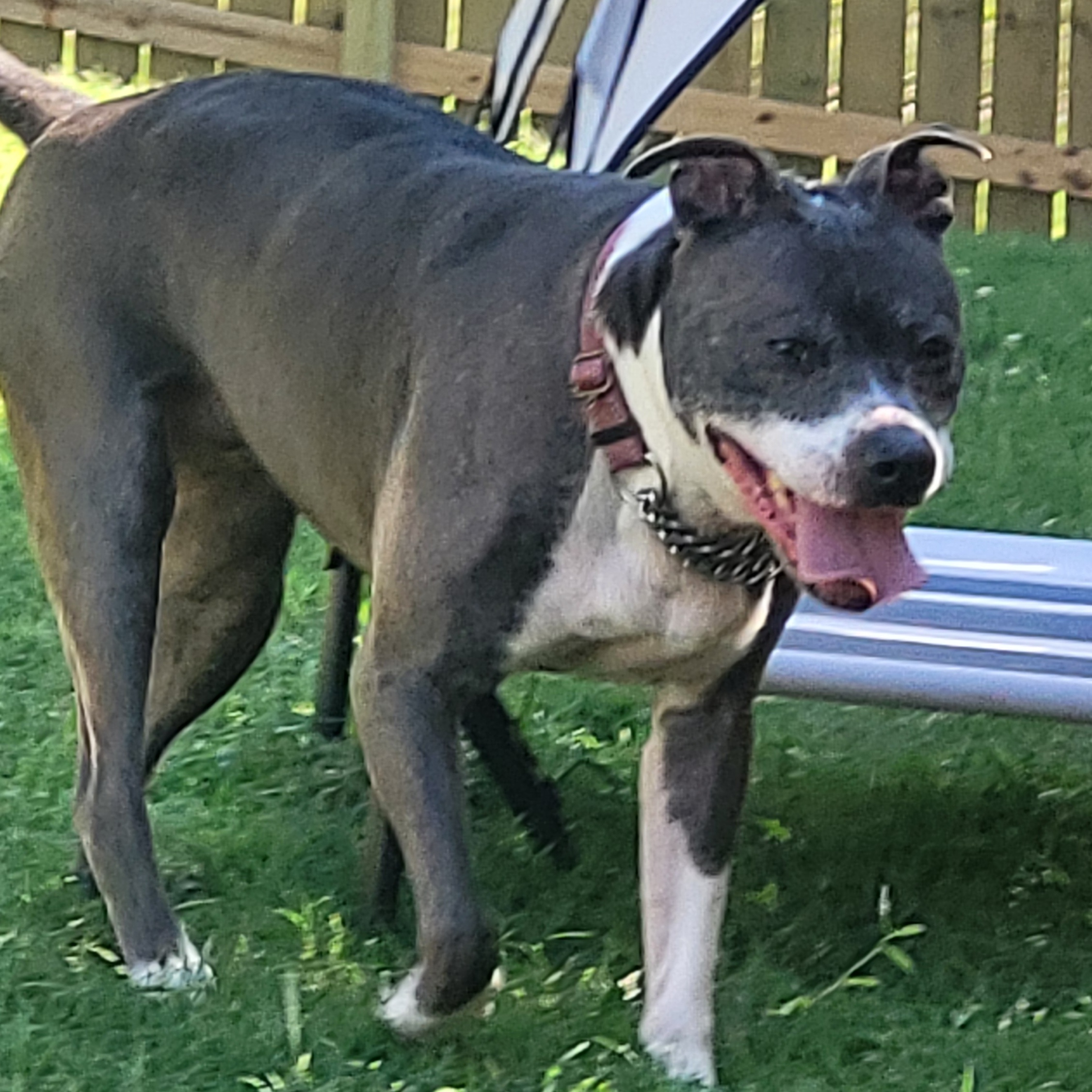 Enlarge Betty, a Adoptable mixed breed in Granite City, IL image 1/10